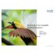 SeaTreak Birds of Paradise Brochure